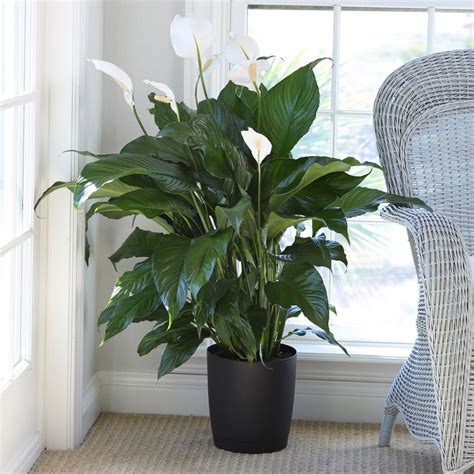 The Sensational Peace Lily: A Guide to Growing and Caring for this Serene Houseplant